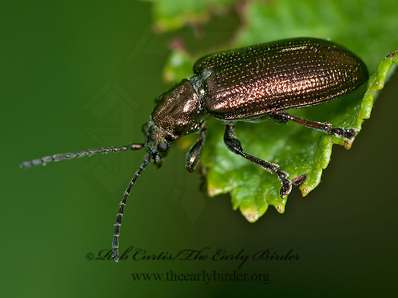 Plateumaris nitida group  DONACINAE LEAF BEETLE 3014223z