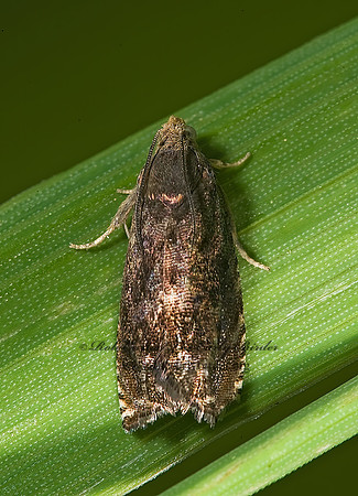 Cydia caryana  HICKORY SHUCKWORM MOTH 8005089z