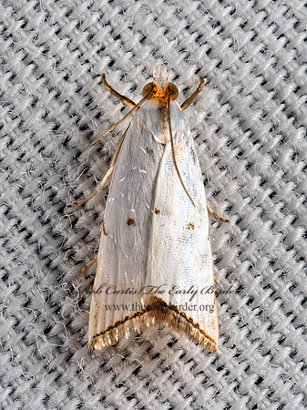Argyria gonogramma  CRAMBINAE SNOUT MOTH 9051362z