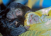 Alouatta caraya BLACK HOWLER MONKEY 83833z