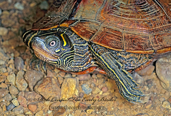 Graptemys kohni  MISSISSIPPI MAP TURTLE 174922z