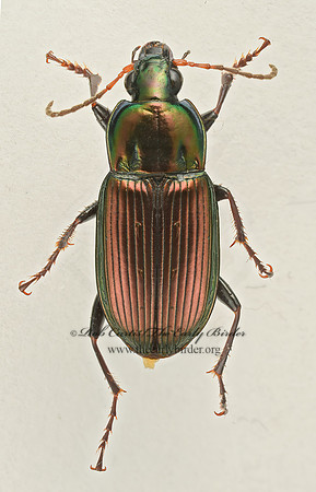 Poecilus chalcites 9017456z