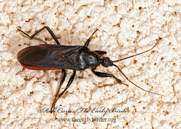 Melanolestes picipes  BLACK CORSAIR 3039452z