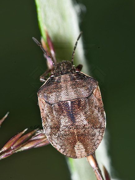 Homaemus aeneifrons  SHIELD-BACKED BUG 8034975z