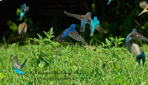 Guiraca caerulea  BLUE GROSBEAK 7002258z