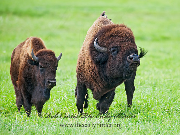 Bison bison  BISON 8023930z