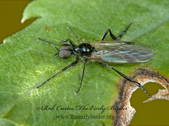 Bibio slossonae  MARCH FLY 5003074 Mz