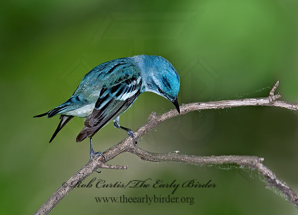 Setophaga cerulea  CERULEAN WARBLER 9023081z