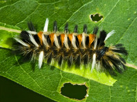 Euchaetes egle MILKWEED TUSSOCK MOTH 5000897z