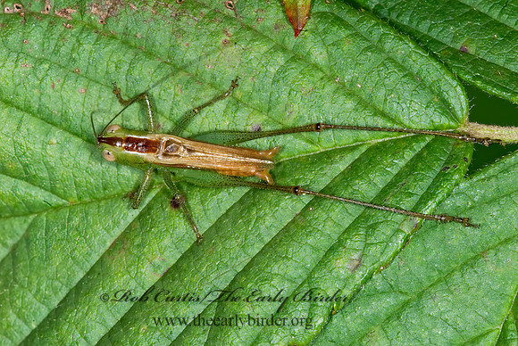 Conocephalus brevipennis  SHORT-WINGED MEADOW KATYDID 6013934z