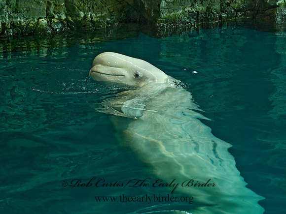 Delphinapterus leucas  BELUGA 4002727z