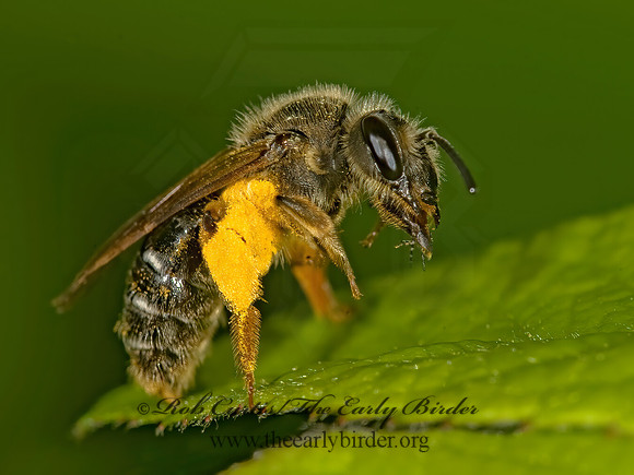 Andrena 8014290z