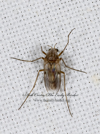 Procladius TANYPODINI MIDGE 6025065z