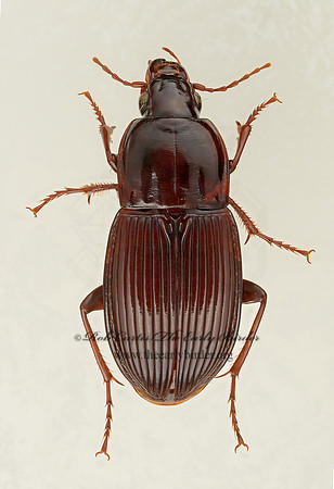 Pterostichus  (Abacidus) permundus 9017337z