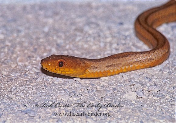 Elaphe obsoleta quadrivittata  YELLOW RAT SNAKE272215z