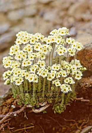 Androsace chamaejasme  ROCK JASMINE 240316z