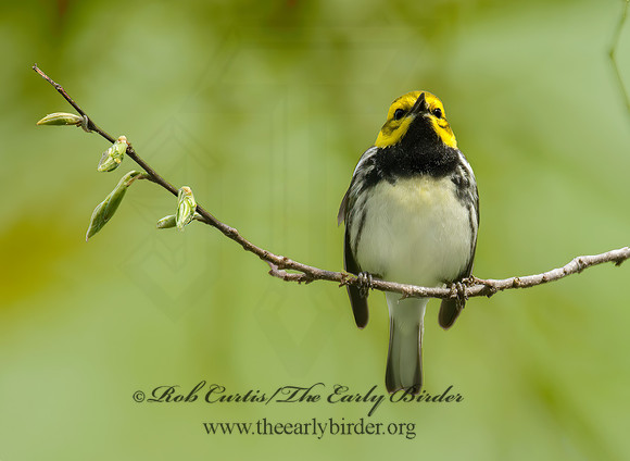 Setophaga virens  BLACK-THROATED GREEN WARBLER 6004823z