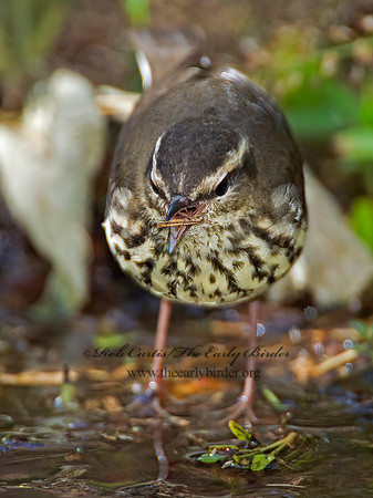 Parkesia noveboracensis  NORTHERN WATERTHRUSH 9005655z