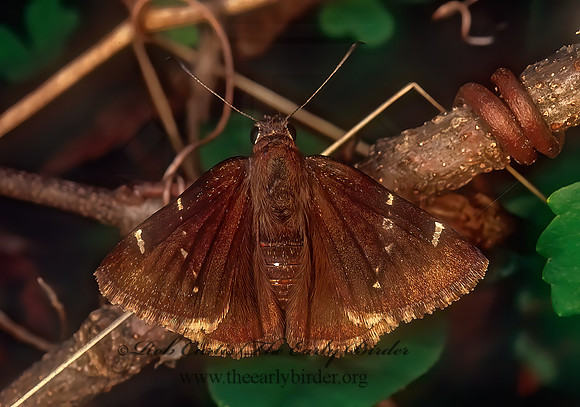 Thorybes pylades  NORTHERN CLOUDYWING 172921z