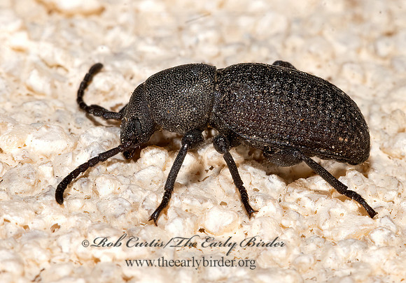 Dinomus  HELOPINI DARKLING BEETLE 3039451z
