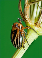 Phylloscelis atra 5014032 z
