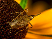 Scolops sulcipes 1113917 z