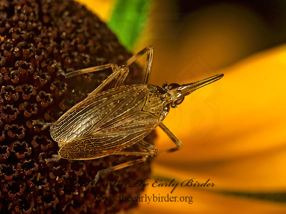 Scolops sulcipes 1113917 z