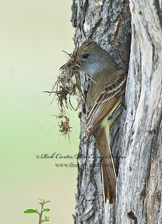Myiarchus tyrannulus  BROWN-CRESTED FLYCATCHER 7006187z
