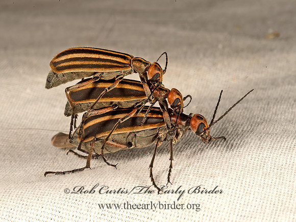 Epicauta vittata  STRIPED BLISTER BEETLE 9051266z