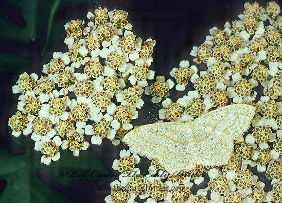 Scopula limboundata LARGE LACE-BORDER 77611z