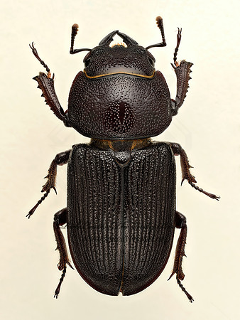 Dorcus parallelus 9020303z