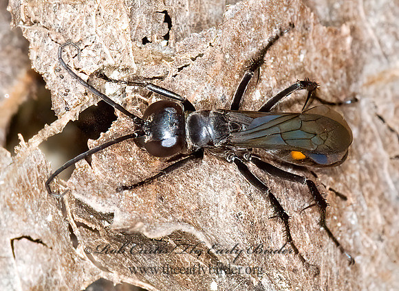 Anoplius marginatus grp  POMPILINI SPIDER WASP 6015368z