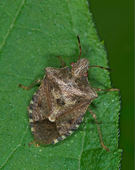 Euschistus  BROWN STINKBUG 6009078z