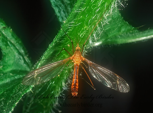 Dicranoptycha  LIMONIID CRANE FLY 1113123 spz