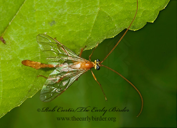 Enicospilus purgatus  OPHIONINAE ICHNEUMON 5015035z