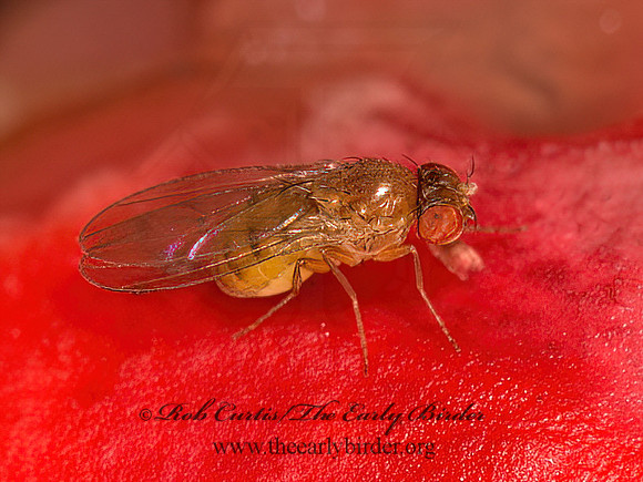 Drosophila VINEGAR FLY 9023893z