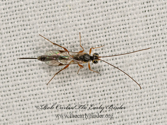 Cremastinae t1  ICHNEUMON WASP 3022983z