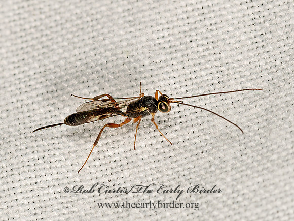 Cremastinae t1  ICHNEUMON WASP 3022978z
