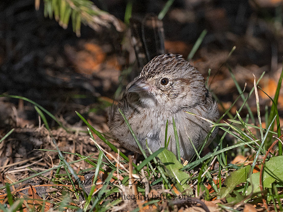 Peucaea cassinii  CASSIN'S SPARROW 3027625