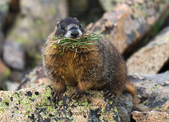 Marmota flaviventris  YELLOW-BELLIED MARMOT 7010496z