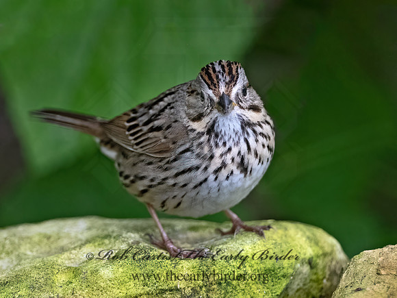 Melospiza lincolnii  LINCOLN'S SPARROW 3030488z