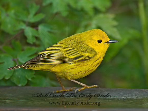 Setophaga petechia  YELLOW WARBLER 6004851z