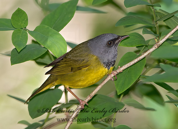 Geothlypis philadelphia  MOURNING WARBLER 9031000z