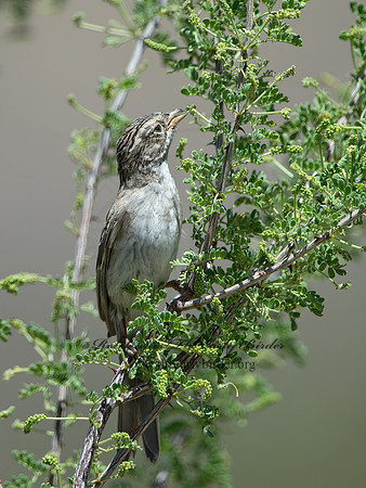 Spizella breweri  BREWER'S SPARROW 9056522z
