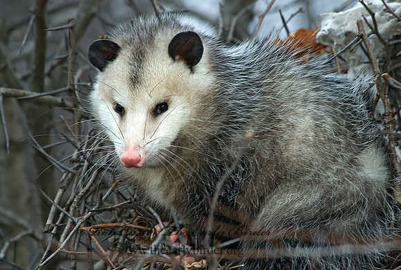 Didelphis virginiana  VIRGINIA OPOSSUM 5017604z