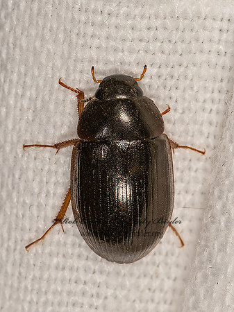 Hydrobius fuscipes  WATER SCAVENGER BEETLE 3025184z