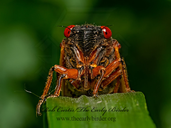Magicicada PERIODICAL CICADA 9088376 z