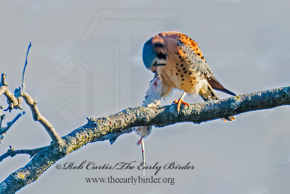 Falco sparverius AMERICAN KESTREL 9086003z