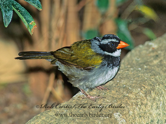 Arremon aurantiirostris  ORANGE-BILLED SPARROW 154311z