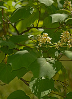 Platanus occidentalis  AMERICAN SYCAMORE~ 8015346z